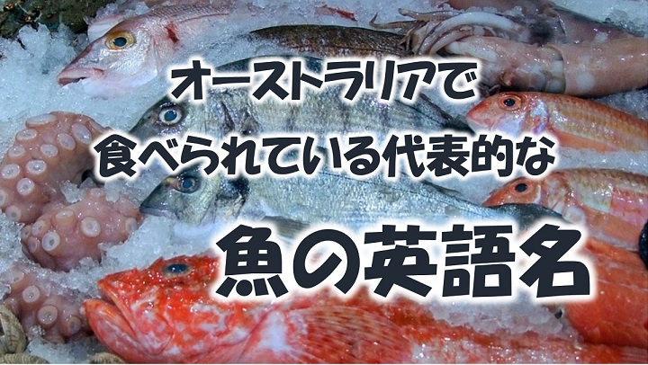 オーストラリアで一般的に食べられている魚の英語名 オーストラリア ゴールドコーストのんびり生活